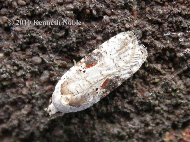 Acleris sp retained A ex9350 _800_.JPG
